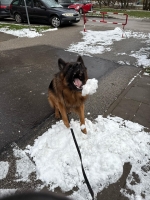 vom Trojangold, hodowla Owczarków Niemieckich Długowłosych