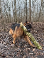 vom Trojangold, hodowla Owczarków Niemieckich Długowłosych