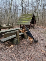 vom Trojangold, hodowla Owczarków Niemieckich Długowłosych