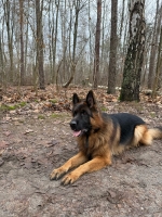 vom Trojangold, hodowla Owczarków Niemieckich Długowłosych