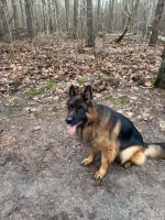 vom Trojangold, hodowla Owczarków Niemieckich Długowłosych