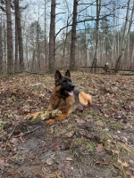 vom Trojangold, hodowla Owczarków Niemieckich Długowłosych