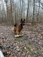 vom Trojangold, hodowla Owczarków Niemieckich Długowłosych