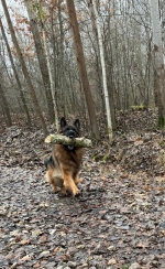 vom Trojangold, hodowla Owczarków Niemieckich Długowłosych