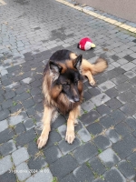 vom Trojangold, hodowla Owczarków Niemieckich Długowłosych