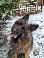 vom Trojangold, hodowla Owczarków Niemieckich Długowłosych