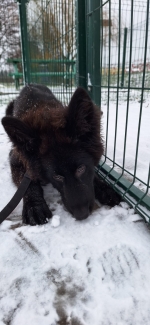 vom Trojangold, hodowla Owczarków Niemieckich Długowłosych