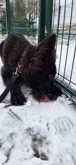 vom Trojangold, hodowla Owczarków Niemieckich Długowłosych