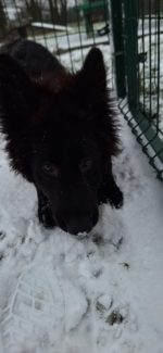 vom Trojangold, hodowla Owczarków Niemieckich Długowłosych