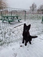 vom Trojangold, hodowla Owczarków Niemieckich Długowłosych