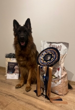 vom Trojangold, hodowla Owczarków Niemieckich Długowłosych