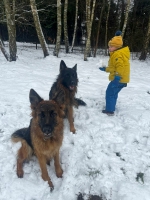 vom Trojangold, hodowla Owczarków Niemieckich Długowłosych