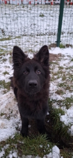 vom Trojangold, hodowla Owczarków Niemieckich Długowłosych