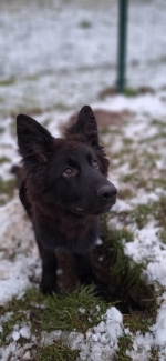 vom Trojangold, hodowla Owczarków Niemieckich Długowłosych