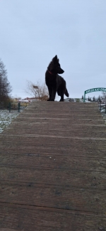 vom Trojangold, hodowla Owczarków Niemieckich Długowłosych