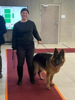 vom Trojangold, hodowla Owczarków Niemieckich Długowłosych