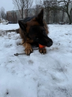 vom Trojangold, hodowla Owczarków Niemieckich Długowłosych