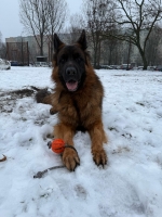 vom Trojangold, hodowla Owczarków Niemieckich Długowłosych