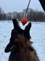 vom Trojangold, hodowla Owczarków Niemieckich Długowłosych