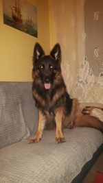 vom Trojangold, hodowla Owczarków Niemieckich Długowłosych