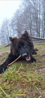 vom Trojangold, hodowla Owczarków Niemieckich Długowłosych