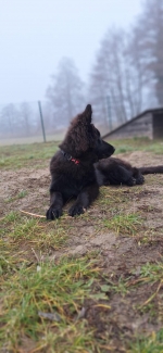vom Trojangold, hodowla Owczarków Niemieckich Długowłosych