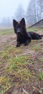 vom Trojangold, hodowla Owczarków Niemieckich Długowłosych