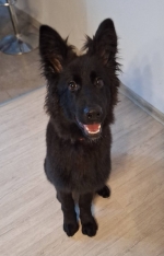 vom Trojangold, hodowla Owczarków Niemieckich Długowłosych