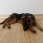 vom Trojangold, hodowla Owczarków Niemieckich Długowłosych