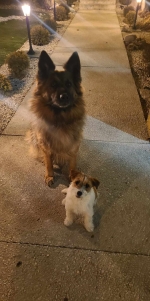 vom Trojangold, hodowla Owczarków Niemieckich Długowłosych