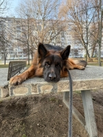 vom Trojangold, hodowla Owczarków Niemieckich Długowłosych