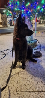 vom Trojangold, hodowla Owczarków Niemieckich Długowłosych