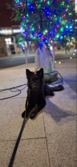 vom Trojangold, hodowla Owczarków Niemieckich Długowłosych