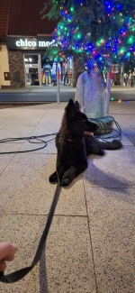 vom Trojangold, hodowla Owczarków Niemieckich Długowłosych