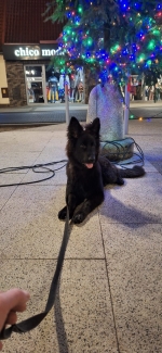 vom Trojangold, hodowla Owczarków Niemieckich Długowłosych