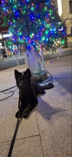 vom Trojangold, hodowla Owczarków Niemieckich Długowłosych