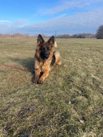 vom Trojangold, hodowla Owczarków Niemieckich Długowłosych