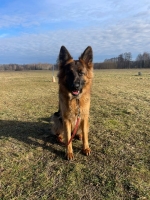 vom Trojangold, hodowla Owczarków Niemieckich Długowłosych