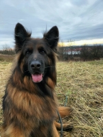 vom Trojangold, hodowla Owczarków Niemieckich Długowłosych