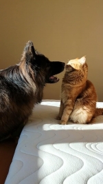 vom Trojangold, hodowla Owczarków Niemieckich Długowłosych