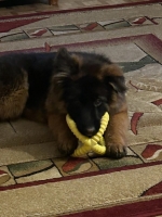 vom Trojangold, hodowla Owczarków Niemieckich Długowłosych