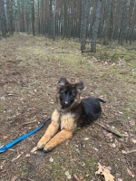 vom Trojangold, hodowla Owczarków Niemieckich Długowłosych