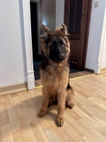 vom Trojangold, hodowla Owczarków Niemieckich Długowłosych