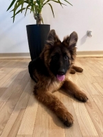 vom Trojangold, hodowla Owczarków Niemieckich Długowłosych