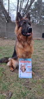 vom Trojangold, hodowla Owczarków Niemieckich Długowłosych