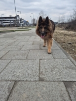 vom Trojangold, hodowla Owczarków Niemieckich Długowłosych