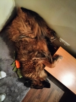 vom Trojangold, hodowla Owczarków Niemieckich Długowłosych