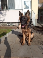 vom Trojangold, hodowla Owczarków Niemieckich Długowłosych