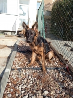 vom Trojangold, hodowla Owczarków Niemieckich Długowłosych