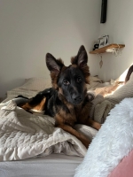 vom Trojangold, hodowla Owczarków Niemieckich Długowłosych